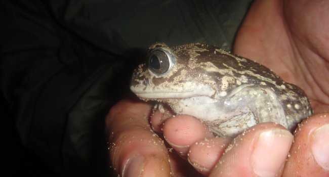 NOVA DATA | Atividade de observaÃ§Ã£o de AnfÃ­bios "Save the Frogs Day"