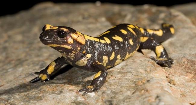  â€œSapos e salamandras: Uma VisÃ£o Alternativa sobre os mal-amados do Mundo Animalâ€�