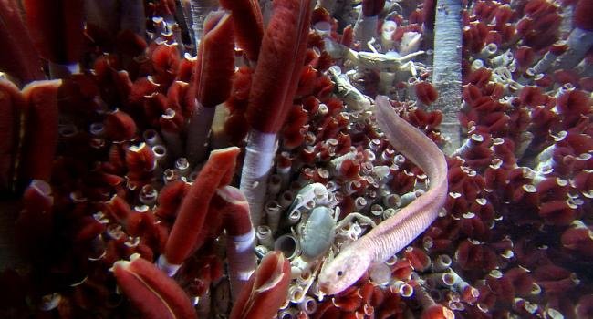 Palestra â€œEcossistemas quimiossintÃ©ticos - a exuberÃ¢ncia da vida no Oceano profundoâ€�